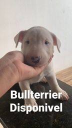 Título do anúncio: Bullterrier Macho Branco foto real