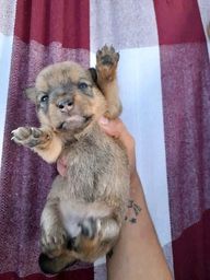 Título do anúncio: Rottweiler misturado com dog alemão 