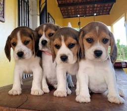 Título do anúncio: Beagle alto padrão 