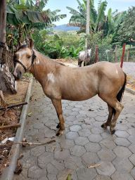 https://img.olx.com.br/thumbs256x256/24/249553634592932.jpg