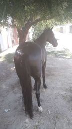Cavalo quarto de milha com inglês.