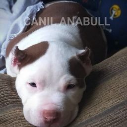 Filhotes de American Bully EM ATÉ 12X C Pedigree - Pitbull