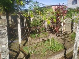 https://img.olx.com.br/thumbs256x256/25/250539525953836.jpg