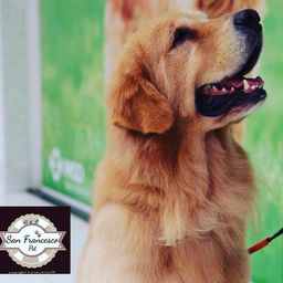 Padreador Golden Retriver procura cadela