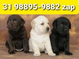 Título do anúncio: Filhotes Líder Cães em BH Labrador Boxer Golden Pastor Rottweiler Akita 
