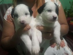 Poodle original, de raça  pura.