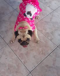 Pug procura namorado