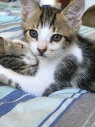 Título do anúncio: Filhotes gato 2 meses adoção 