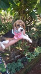 Título do anúncio: Fêmea beagle