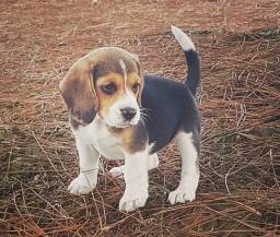 Título do anúncio: Beagle disponível 