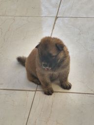 Chowchow puro