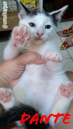 Dante - filhote gato, 2 meses - adoção responsável