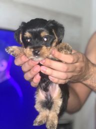 Filhote macho de Yorkshire micro