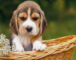 Título do anúncio: Filhotinhos de Beagle Perfeitos na PROMOÇÃO 