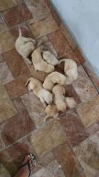 Título do anúncio: Filhotes de Labrador Fêmeas a Venda.