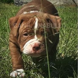 Pitbull Pitbull
