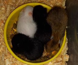 Título do anúncio: Hamsters sírios filhotes