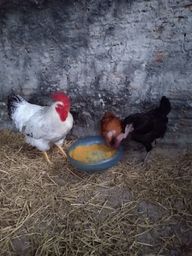 Galinha e franguinha pescoço pelado 