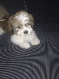 Cachorro shitzu