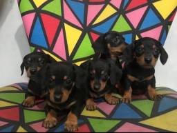 Título do anúncio: Basset mini dachshund liberados