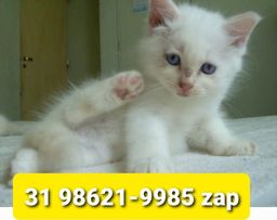 Título do anúncio: Gatil em BH Filhotes de Gatos Perfeitos Angora Siamês ou Persa 