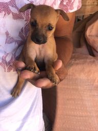 Pinscher
