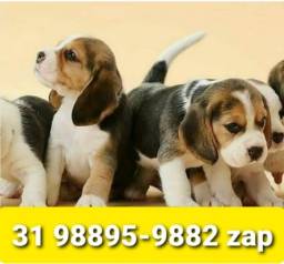 Título do anúncio: Beagle Filhotes Tricolores Miniaturas 