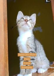Gatos - Natal, Rio Grande do Norte | OLX Gatos - Natal, Rio Grande do Norte | OLX