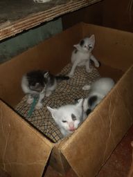 Gatinhos para adoção responsável.