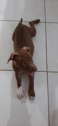 PITBULL, fêmea