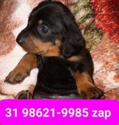Título do anúncio: Canil Filhotes Cães Perfeitos em BH Basset Lhasa Maltês Yorkshire Beagle Poodle Shihtzu 
