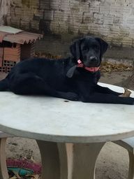 Labrador