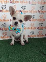 Título do anúncio: Chihuahua Filhotes com Procedência