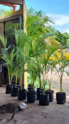 Título do anúncio: Vende-se mudas de palmeiras areca bambú 