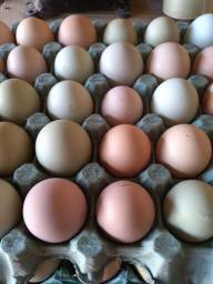 Título do anúncio: Ovos de galinhas glc azuis e  coloridos 