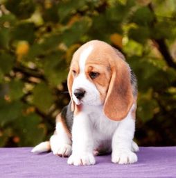 Título do anúncio: Beagle filhote com pedigree e garantia 