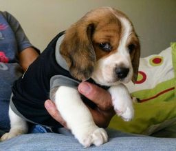 Título do anúncio: Filhotes de beagle entregamos 