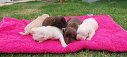 Título do anúncio: Filhotes de Labrador Chocolate