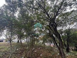 https://img.olx.com.br/thumbs256x256/26/265565278446174.jpg