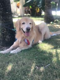 Golden procura fêmea para cruzar/namorar