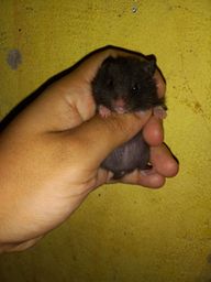 Título do anúncio: Hamster fêmea preta filhotinha