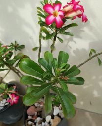 https://img.olx.com.br/thumbs256x256/26/267695425398654.jpg