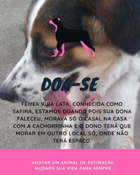 Adoção 7meses porte pequeno
