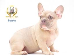 Título do anúncio: Bulldog Frances macho, com as 3 doses da vacina