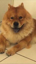 Chow chow macho para cruzar