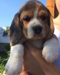Título do anúncio:  Filhotes de beagle pronta entrega com garantias 