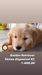 Cachorro Golden Retriever no Rio Grande do Norte | OLX Cachorro Golden Retriever no Rio Grande do Norte | OLX