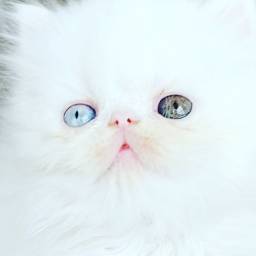 Título do anúncio: Filhote de gatos  persas. - Astro&Amora Gatil 