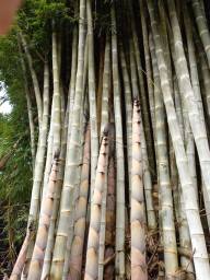Título do anúncio: Muda Bambu Gigante