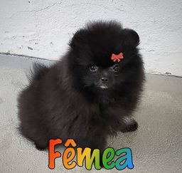 Cachorros - Ponta Negra, Rio Grande do Norte | OLX Cachorros - Ponta Negra, Rio Grande do Norte | OLX